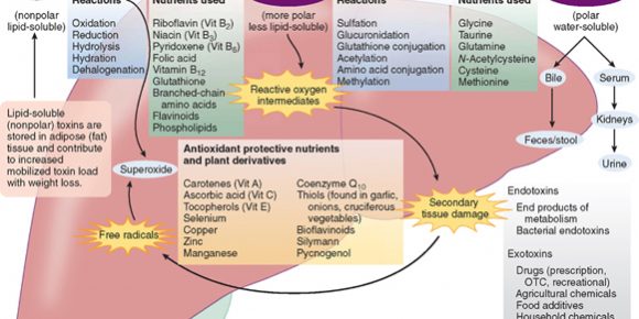 integrativefig_large3